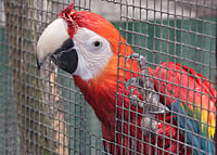 Aviary and Bird Screen